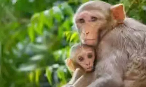 తల్లి కోతి సాహసం.. బిడ్డను ఎలా రక్షించుకుందో చూడండి!?