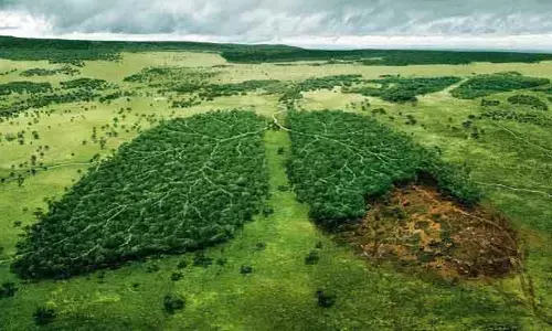 మొక్కలు శ్వాసించడం ఎప్పుడైనా చూశారా? తొలిసారి వీడియో తీసిన సైంటిస్టులు
