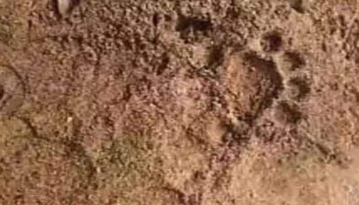 బయ్యారం ఫారెస్ట్ రేంజ్ పరిదిలో పెద్ద పులి సంచారం..? బయ్యారం ఫారెస్ట్ రేంజ్ పరిదిలో పెద్ద పులి సంచారం..?