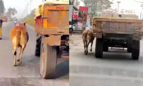 ఆవు ప్రతీకారం.. వీడియో వైరల్