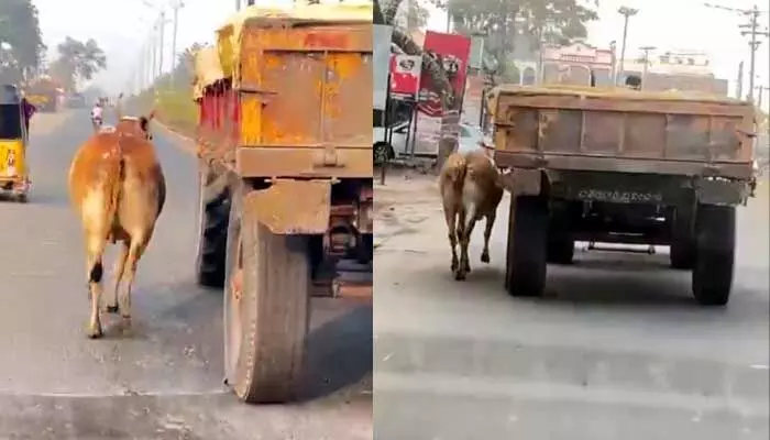 ఆవు ప్రతీకారం.. వీడియో వైరల్ ఆవు ప్రతీకారం.. వీడియో వైరల్