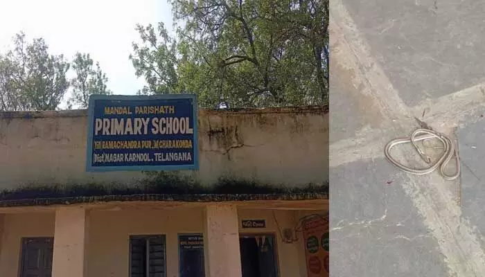 ప్రభుత్వ పాఠశాలలో పాము కలకలం..! ప్రభుత్వ పాఠశాలలో పాము కలకలం..!