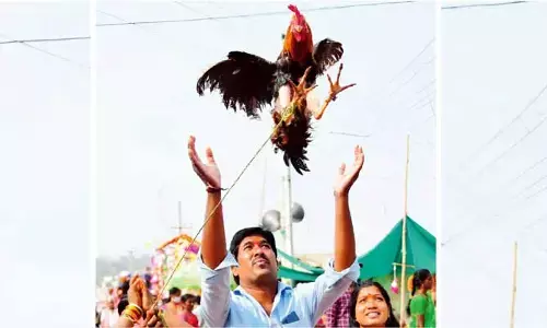 సక్కమ్మ సారక్క స్పెషల్ : ఎదురుకోళ్లు.. మొక్కు