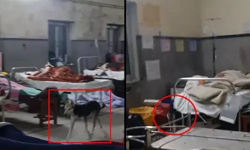 Viral: వీధుల్లో తిరుగుతున్నట్టు.. ప్రభుత్వ ఆస్పత్రిలో చక్కర్లు కొడుతున్న వీధి కుక్క