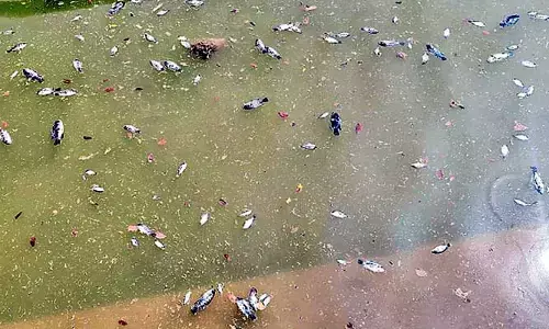 శ్రీవారి పుష్కరిణిలో చచ్చి తేలిన చేపలు