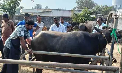పాడి పశు సంపదను రైతులు పెంపొందించుకోవాలి