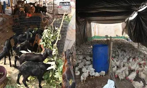 మేడారంలో మేకలు, కోళ్లకు ఫుల్ డిమాండ్.. భారీగా పెరిగిన ధరలు