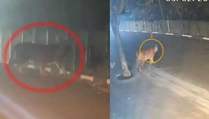 రాజానగరం to రాజమండ్రి: సీసీ కెమెరాల్లో పెద్దపులి సంచారం.. హై అలర్ట్! రాజానగరం to రాజమండ్రి: సీసీ కెమెరాల్లో పెద్దపులి సంచారం.. హై అలర్ట్!