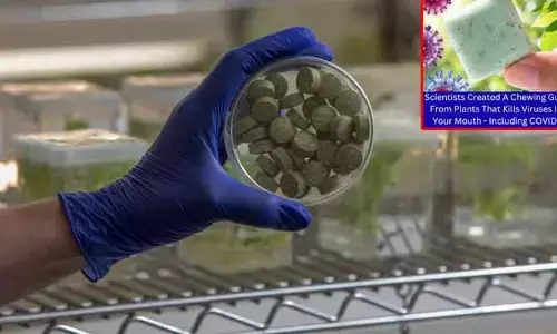 Health : మొక్క ఆధారిత చూయింగ్ గమ్‌.. రోగకారక వైరస్‌లను చంపేస్తుంది!