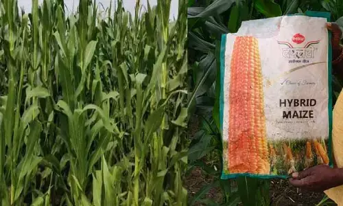 ఎదగాని దప్తారీ మొక్కజొన్నపంట..!