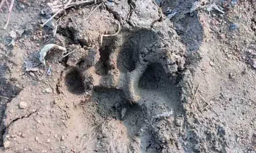 దేవ‌రుప్ప‌ల‌లో పెద్ద‌పులి సంచారం