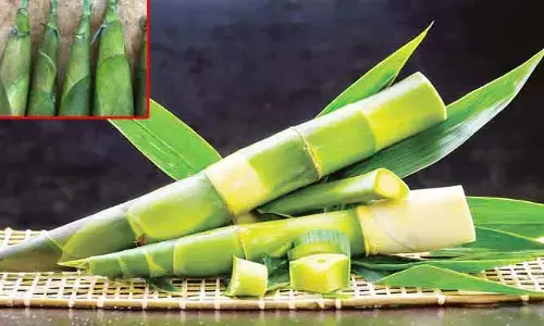 వెదురు మొలకల్లో అద్భుత పోషకాలు.. భవిష్యత్ సూపర్‌ఫుడ్ ఇదే కావచ్చు!