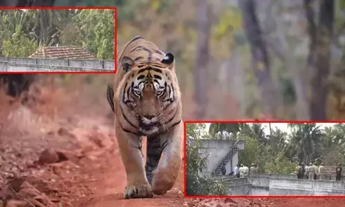 పాడుబడిన ఇంట్లో నక్కిన పులి.. గాండ్రింపులకు హడలిపోతున్న ప్రజలు
