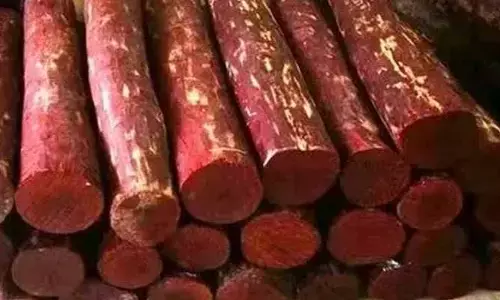 ఐదుగురు ఎర్రచందనం స్మగ్లర్ల అరెస్ట్