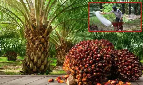 ఆయిల్ పామ్ సాగులో ఫర్టిలైజర్ల ‘మాయాజాలం’