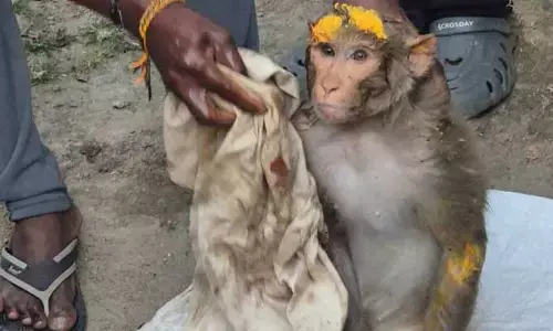 వానరాన్ని ఢీ కొట్టి.. ఆగకుండా వెళ్లిన ఆర్టీసీ బస్సు