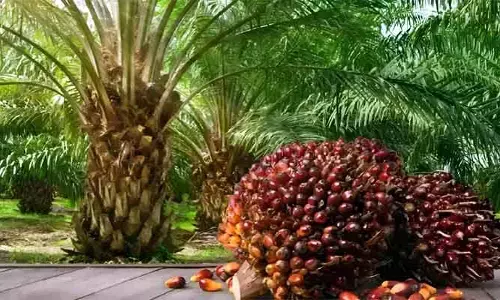 వంటనూనెల్లో ఆత్మనిర్భర్ దిశగా తెలంగాణ..ఆయిల్ పామ్ నిశ్శబ్ద విప్లవం!
