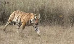 గంగపాలెం గజ.. గజ