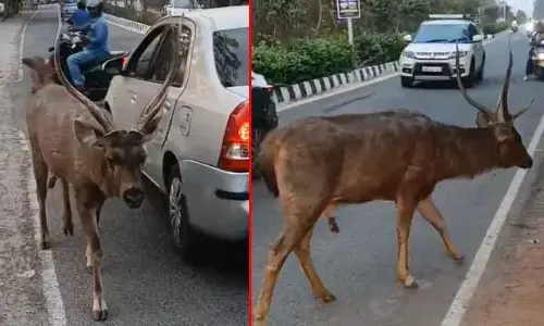 జనావాసాల్లోకి వన్యప్రాణి.. వ్యాలీ స్కూల్ రోడ్డులో జింక సంచారం