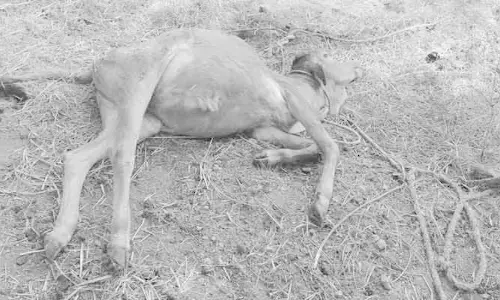 వేములవాడ మున్సిపల్ పరిధిలో చిరుత కలకలం
