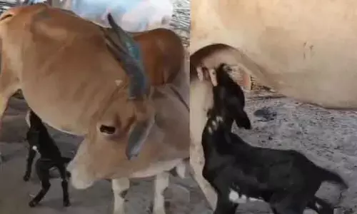 కొమురం భీం జిల్లాలో విచిత్ర సంఘ‌ట‌న