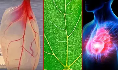 పాలకూర ఆకులతో హార్ట్ రిపేర్.. పునరుత్పాదక వైద్య చరిత్రలో మరో అద్భుతం!