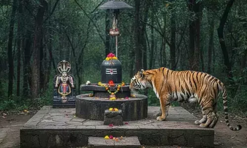 శివలింగాన్ని దర్శించుకున్న పెద్దపులి.. వైరల్ అవుతున్న అద్భుత దృశ్యం!