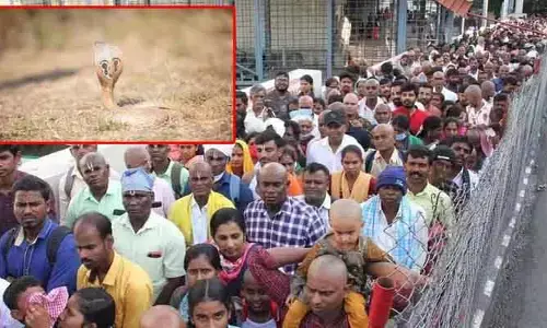 AP Fact Check : తిరుమల క్యూలైన్‌లో పాముకాటు? అసలు నిజం ఇదీ!