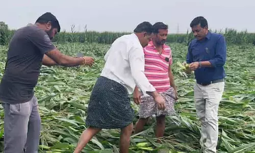 నేల‌కొరిగిన మొక్క‌జొన్న‌.. క‌ల్లాల్లో త‌డిచిన మిర్చి