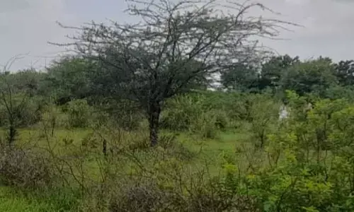 ముళ్ల పోదల్లో పేదల భూమి..!