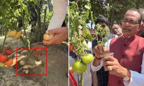 ఒకే మొక్క.. రెండు పంటలు! వారణాసి ఐఐవీఆర్ శాస్త్రవేత్తల వినూత్న ప్రయోగం