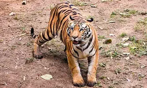 మన్యంలో పెద్దపులి సంచారం.. 20 రోజుల క్రితం హడలెత్తించింది ఈ పులే