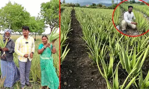 నిరాశలో నుంచి పుట్టుకొచ్చిన అవకాశం..! ఆదాయంగా మారి..