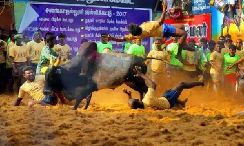 జల్లికట్టులో తీవ్ర విషాదం.. ఎద్దు పొడవటంతో ముగ్గురు మృతి