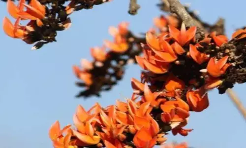 హోలీ.. బంజారాల పండుగ