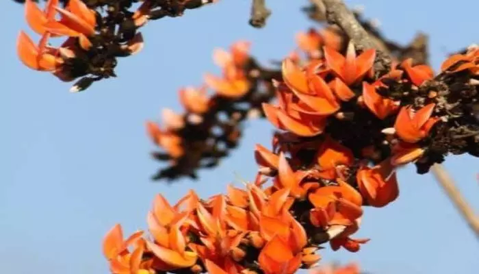 హోలీ.. బంజారాల పండుగ హోలీ.. బంజారాల పండుగ