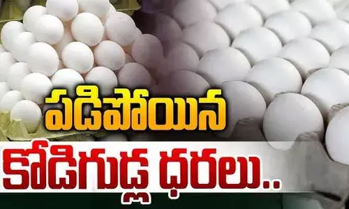 యుద్ధం ఎఫెక్ట్: తెలుగు రాష్ట్రాల్లో పడిపోయిన కోడిగుడ్ల ధరలు.. రోజుకు రూ. 5 కోట్ల నష్టం!
