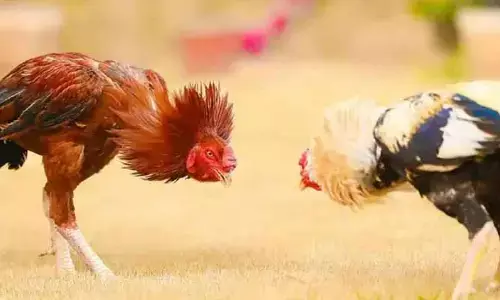 కోడి పందేల నిర్వాహ‌కులు అరెస్ట్