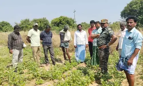 న‌ర్సాయ‌ప‌ల్లి ప్రాంతంలో చిరుత‌పులి క‌ల‌కలం..!