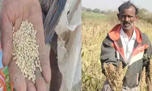 జవార్ జొన్నలో తాలు ఎక్కువ‌.. గింజలు తక్కువే