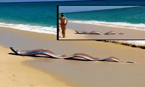 ప్రకృతి వైపరీత్యాలకు సంకేతమా? మెక్సికో తీరంలో డూమ్స్‌డే ఫిష్‌.. వైరల్‌ (వీడియో)