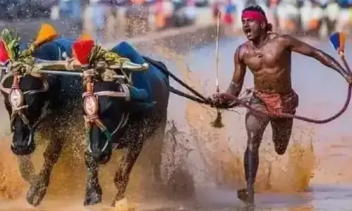 Kambala Race: కంబళకు సుప్రీం గ్రీన్ సిగ్నల్.. పెటా పిటిషన్ కొట్టివేత!
