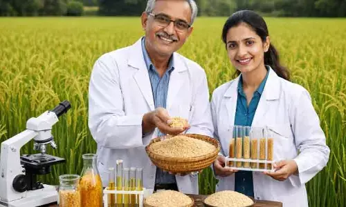 హై ప్రోటీన్ రైస్.. కొత్త రకాన్ని అభివృద్ధి చేసిన శాస్త్రవేత్తలు.. బెనిఫిట్స్ ఇవే..!