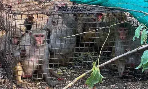 గ్రామస్తుల చందాలతో కోతుల పట్టివేత