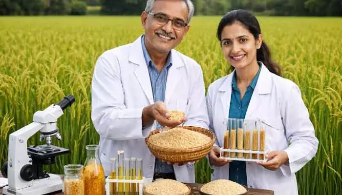 హై ప్రోటీన్ రైస్.. కొత్త రకాన్ని అభివృద్ధి చేసిన శాస్త్రవేత్తలు.. బెనిఫిట్స్ ఇవే..! హై ప్రోటీన్ రైస్.. కొత్త రకాన్ని అభివృద్ధి చేసిన శాస్త్రవేత్తలు.. బెనిఫిట్స్ ఇవే..!