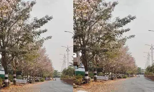 దమ్మపేట రహదారిపై.. విదేశీ సోయగం