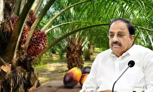 ఆయిల్ పామ్ హబ్‌గా తెలంగాణ.. రూ.300 కోట్లతో పామాయిల్​ఫ్యాక్టరీ