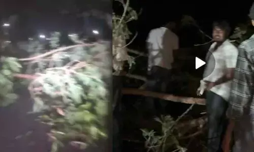 ఈదురు గాలులకు నేలకొరిగిన భారీ వృక్షం