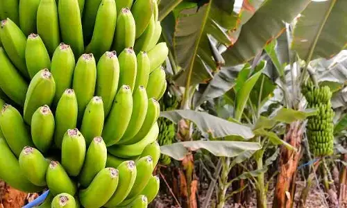 అరటి రైతుకు వార్ సెగ!
