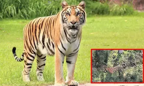 కాకినాడ జిల్లాలో పెద్దపులి కలకలం.. రంగంలోకి 11 ప్రత్యేక బృందాలు